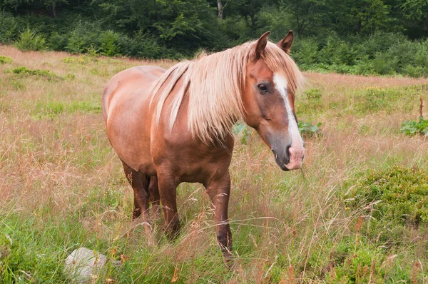 Belo cavalo castanho pastando nos prados — Fotografia de Stock