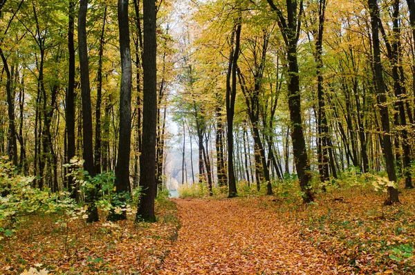 Väg i skogen höst — Stockfoto