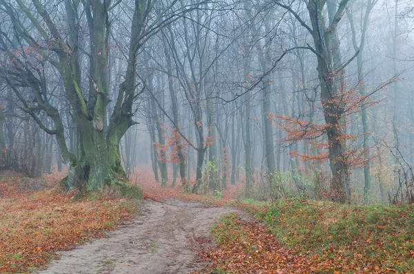 Mystiska dimmigt hösten skogen — Stockfoto