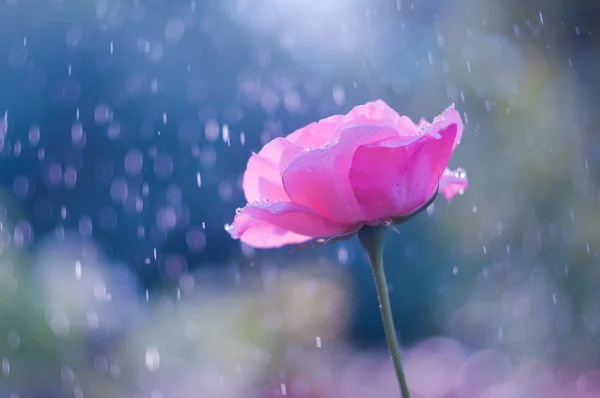 Rosa Rose im Sommerregen — Stockfoto