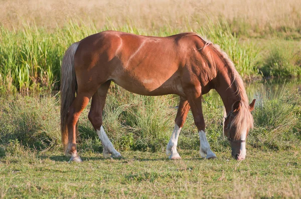 Yalnız at bir çayırda otlatma — Stok fotoğraf