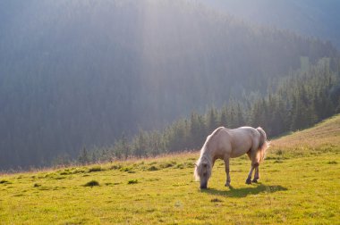 Bir arka plan Karpat orman graz güzel beyaz ata