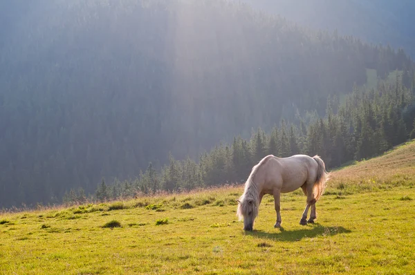 El hermoso caballo blanco sobre un fondo Carpathian forest graz — Foto de Stock