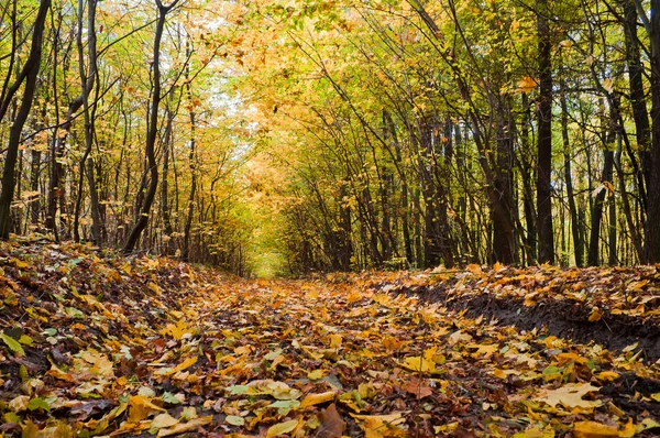 Path covered with foliage in autumn forest — Stock Photo, Image