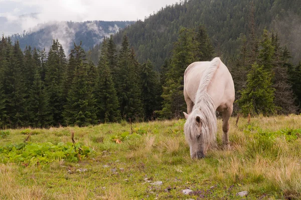 Caballo blanco en el pasto de montaña. Montañas Cárpatas. Ucraniano — Foto de Stock