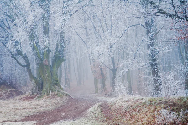 Skog spår bland frostat bokträd på en dimmig vintermorgon — Stockfoto