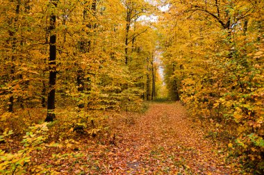 güzel manzara - sonbahar orman yolu