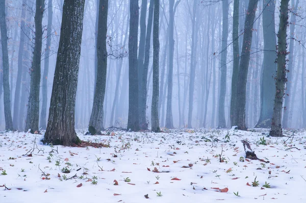 森の中では最初の雪が降った — ストック写真