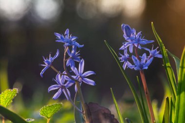 Bahar ormanlarında açan mavi scilla çiçekleri, makro manzara