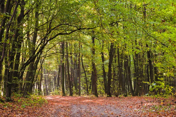 Green forest in autumn — Stock Photo, Image