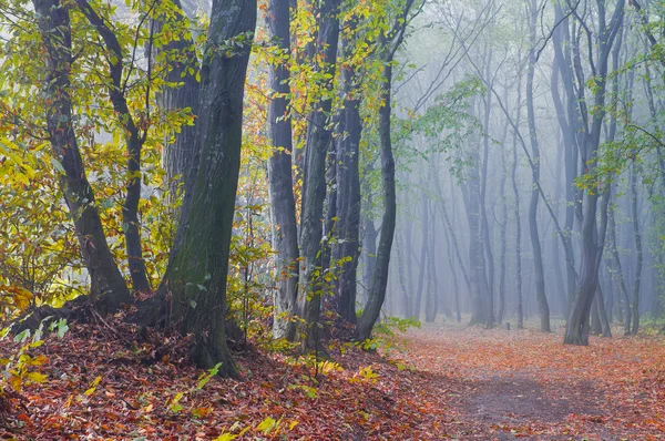 Mistige ochtend in herfst bos — Stockfoto