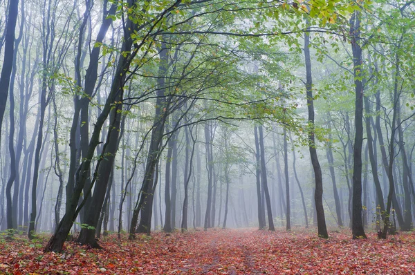 Mistige ochtend in herfst bos — Stockfoto