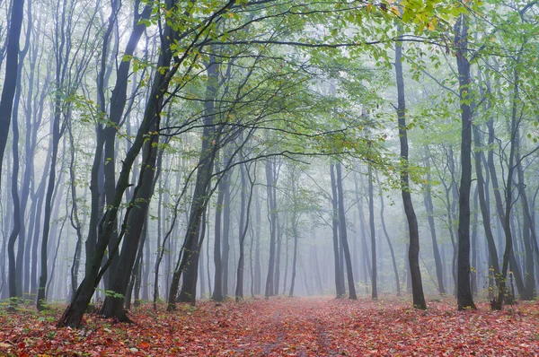 Nebliger Morgen im herbstlichen Wald — Stockfoto