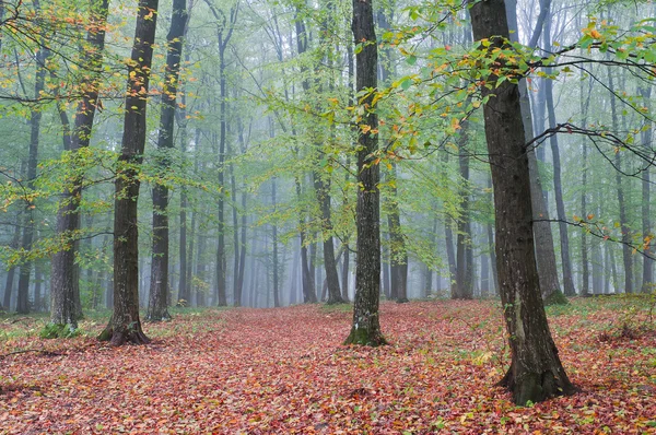 Πρωινό με ομίχλη στη φθινόπωρο δάσος — Φωτογραφία Αρχείου