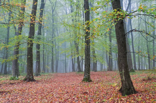 Nebliger Morgen im herbstlichen Wald — Stockfoto