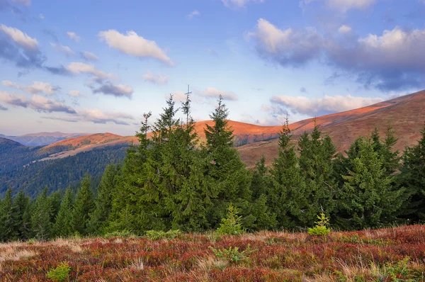 Paisaje de montaña con abetos en primer plano. Cárpatos, Ukr — Foto de Stock