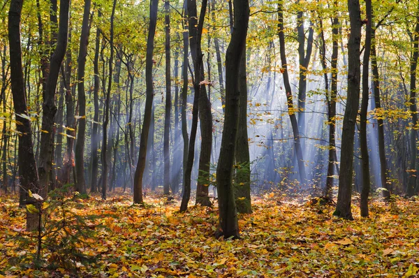 Rays of morning fog in the autumn forest — Stock Photo, Image