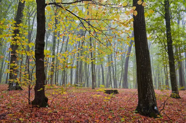 Dimmig morgon i höst skog — Stockfoto