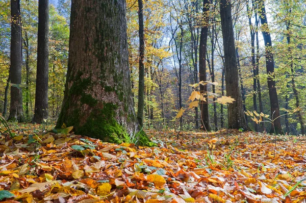 A big tree in the autumn forest — Stock Photo, Image