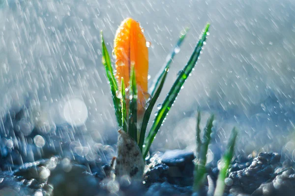 Little flower crocus in the spring rain — Stock Photo, Image