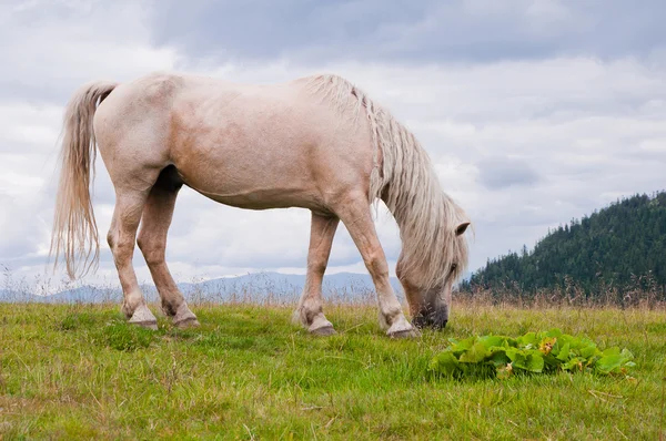 Witte paard op de berg grasland. Karpaten. Ukrai — Stockfoto