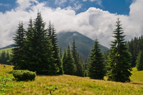 Paisaje de montaña de verano con abeto y montaña cubierto de clo — Foto de Stock