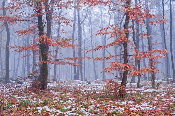 Prima neve nella nebbiosa foresta autunnale — Foto Stock