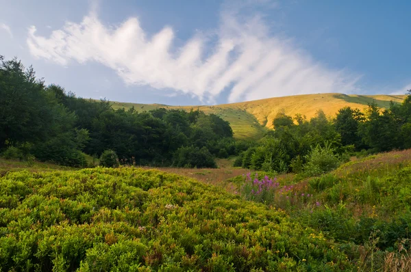 Verano paisaje de montaña con arbustos de arándanos y flores se —  Fotos de Stock