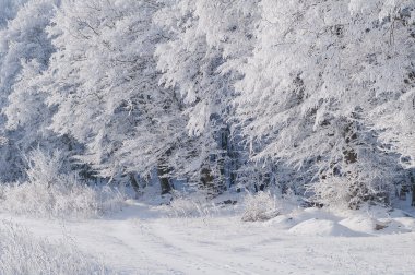 Ormandaki ağaçlar fros ile kaplı