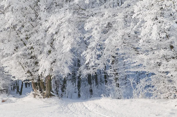 Träd i skogen täckt med frost — Stockfoto