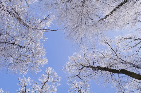 Tops Árvores Cobertas Com Geada Uma Manhã Ensolarada Inverno — Fotografia de Stock