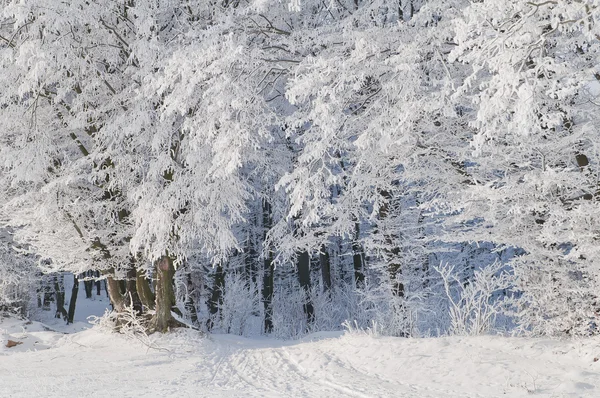 Träd Skogen Täckt Med Frost — Stockfoto