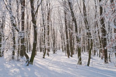 Ormandaki ağaçlar frost ile kaplı