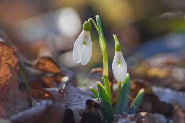 ilk bahar çiçekleri kardelen