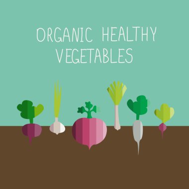 vector illustration of growing vegetables in modern flat design 