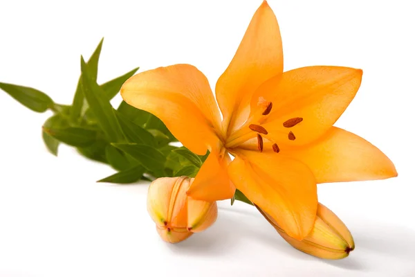 Große orangefarbene Lilie — Stockfoto