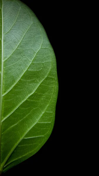 Grünes Blatt Auf Schwarzem Hintergrund Blattstruktur Auf Dunklem Hintergrund Grüner — Stockfoto