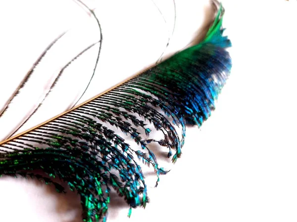 Beautiful Peacock Feather Colourful Peacock Feather Having Blue Green Colours — Stock Photo, Image