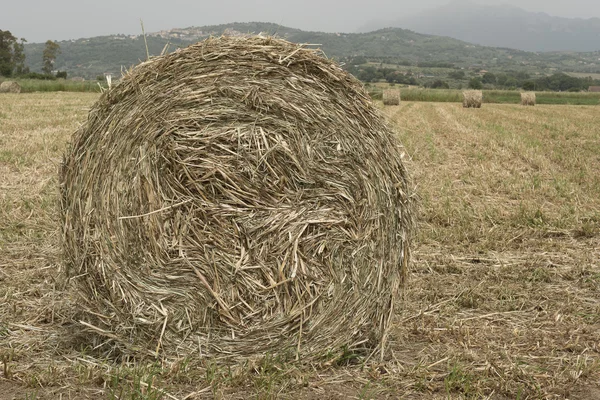 A shredded fodder field. Wheel. — Stock Photo, Image