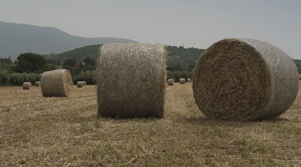 Um campo de forragem desfiado. Roda . — Fotografia de Stock