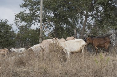 Cilento, Campania bölgesinin en bilinen (İtalya keçi sürüsü). 
