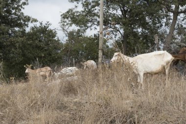 Cilento, Campania bölgesinin en bilinen (İtalya keçi sürüsü). 