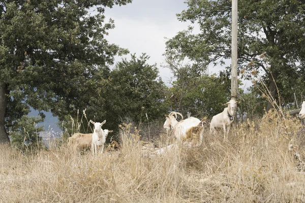 Stádo koz v Cilento, Kampánie (Itálie). — Stock fotografie