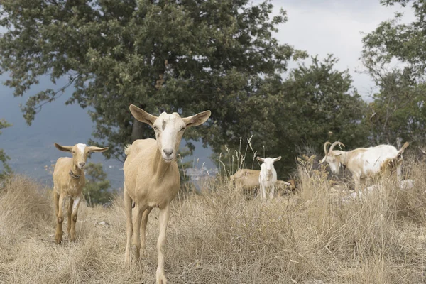 Rebaño de cabras en Cilento, Campania (Italia) ). — Foto de Stock