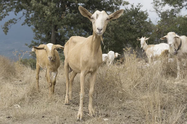 Rebaño de cabras en Cilento, Campania (Italia) ). — Foto de Stock