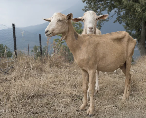 Cilento, Campania bölgesinin en bilinen (İtalya keçi sürüsü). 