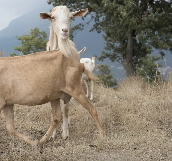 Rebaño de cabras en Cilento, Campania (Italia) ). — Foto de Stock