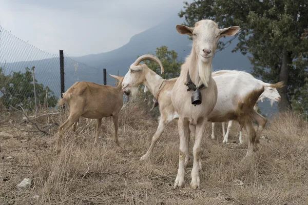 Rebaño de cabras en Cilento, Campania (Italia) ). — Foto de Stock