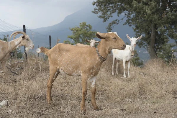 Rebaño de cabras en Cilento, Campania (Italia) ). — Foto de Stock