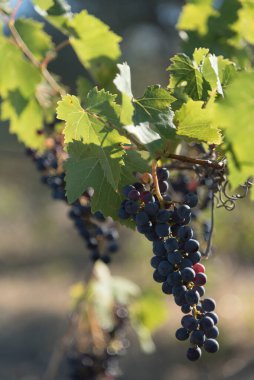 Meşhur Brunello 'nun çıkarıldığı Grappoli, asmalar ve Sangiovese üzüm bağlarının manzarası. Siena, Tuscany, İtalya 'nın değerli meyvelerini yakın..